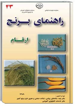 ارقام مختلف برنج را بهتر بشناسیم